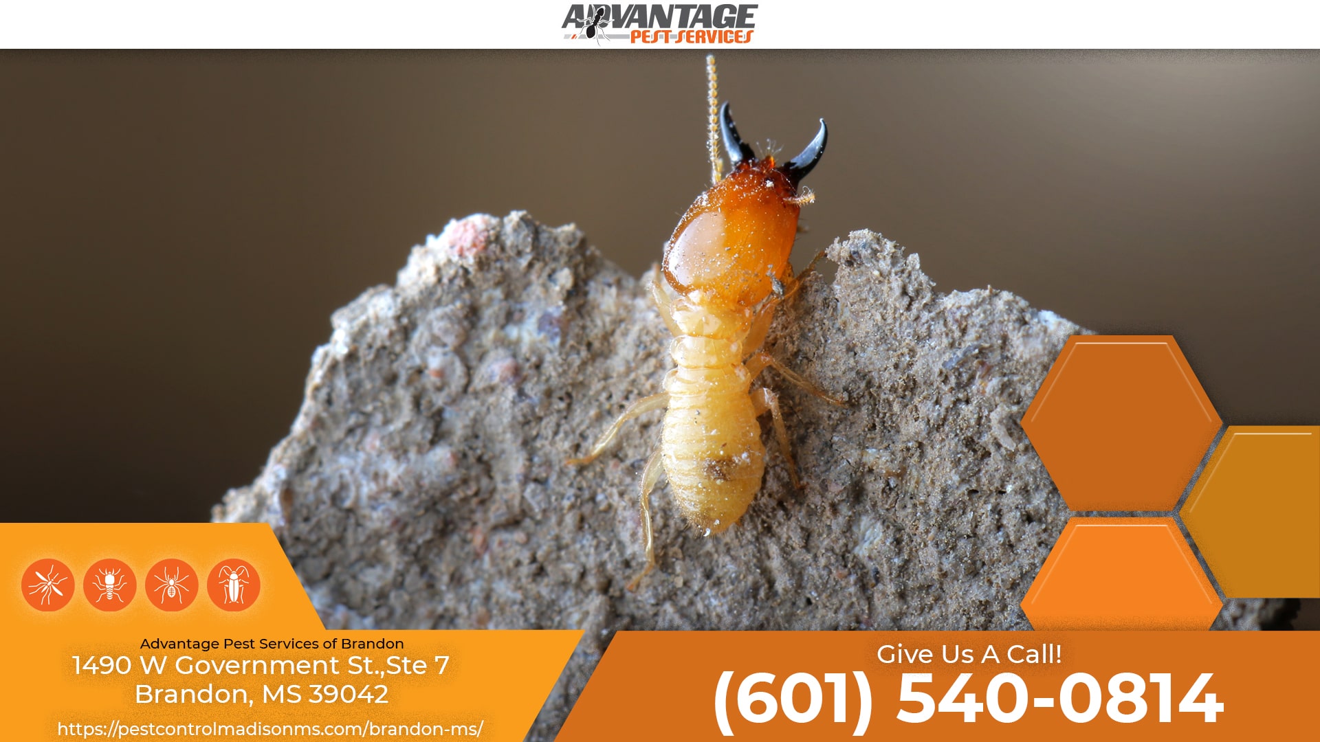 Home Advantage Pest Services